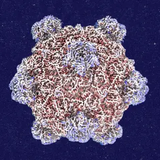 Roundtables: A Conversation With the Creator of AI-Designed Viruses thumbnail